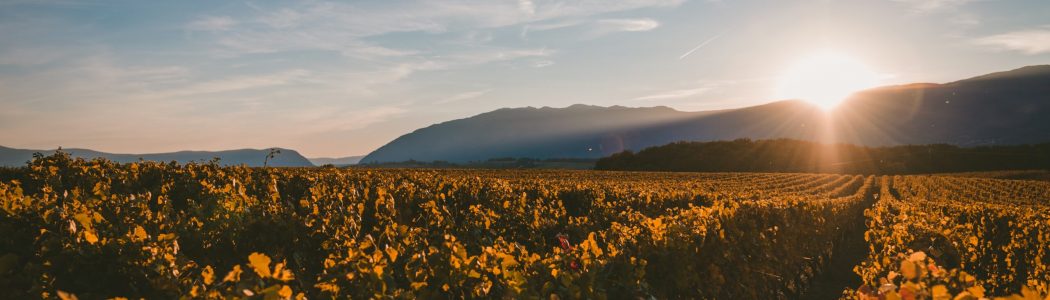The sun setting behind the mountains and covering the vineyard with the light